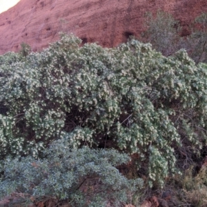 Pandorea doratoxylon (Spearwood Bush) at Petermann, NT by WalterEgo
