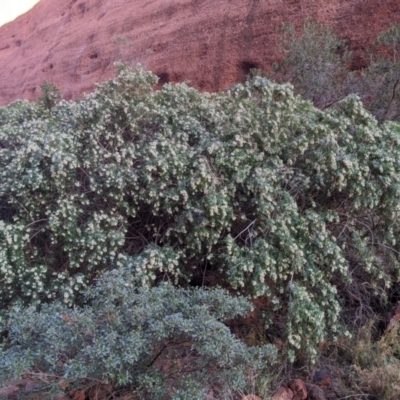 Pandorea doratoxylon (Spearwood Bush) at Uluru-Kata Tjuta - 7 Jun 2023 by WalterEgo