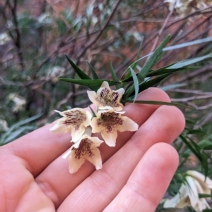 Pandorea doratoxylon at Petermann, NT - 7 Jun 2023