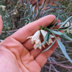 Pandorea doratoxylon at Petermann, NT - 7 Jun 2023 04:45 PM
