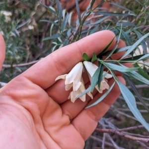 Pandorea doratoxylon at Petermann, NT - 7 Jun 2023