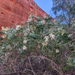 Pandorea doratoxylon at Petermann, NT - 7 Jun 2023 04:45 PM
