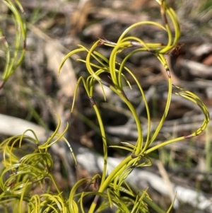 Caustis flexuosa (Curly Wigs) at Lower Boro, NSW by JaneR