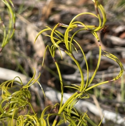 Caustis flexuosa (Curly Wigs) at Nadgigomar Nature Reserve - 7 Jun 2023 by JaneR