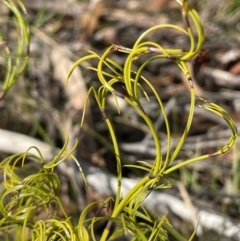 Caustis flexuosa (Curly Wigs) at Lower Boro, NSW - 7 Jun 2023 by JaneR