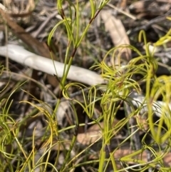 Caustis flexuosa at Lower Boro, NSW - 7 Jun 2023