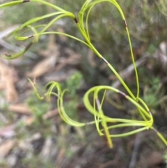 Caustis flexuosa at Lower Boro, NSW - 7 Jun 2023