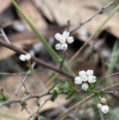 Cryptandra amara (Bitter Cryptandra) at Nadgigomar Nature Reserve - 7 Jun 2023 by JaneR