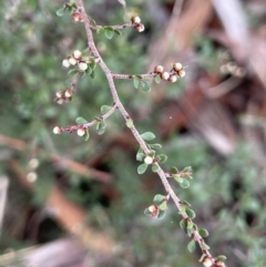 Cryptandra amara at Lower Boro, NSW - 7 Jun 2023