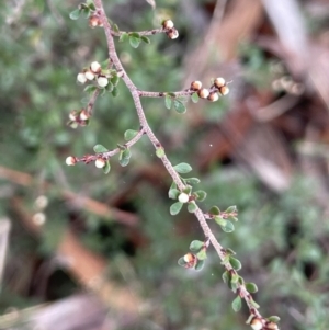 Cryptandra amara at Lower Boro, NSW - 7 Jun 2023 10:21 AM