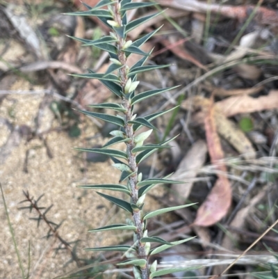 Melichrus urceolatus (Urn Heath) at Lower Boro, NSW - 7 Jun 2023 by JaneR