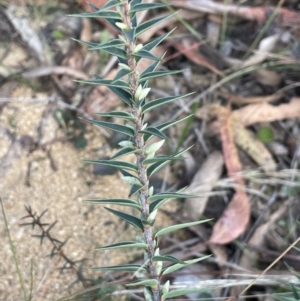 Melichrus urceolatus at Lower Boro, NSW - 7 Jun 2023