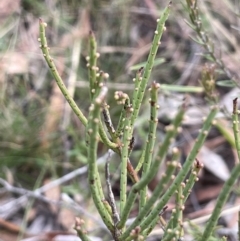 Omphacomeria acerba (Leafless Sour-bush) at Lower Boro, NSW - 7 Jun 2023 by JaneR