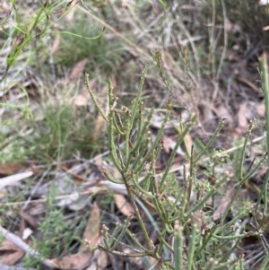 Omphacomeria acerba at Lower Boro, NSW - 7 Jun 2023