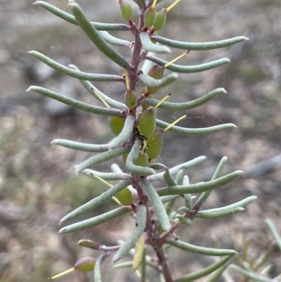 Persoonia mollis (Soft Geebung) at Nadgigomar Nature Reserve - 7 Jun 2023 by JaneR