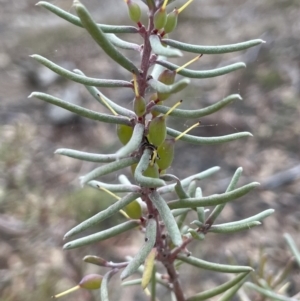 Persoonia mollis (Soft Geebung) at Lower Boro, NSW by JaneR