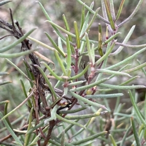 Persoonia mollis at Lower Boro, NSW - 7 Jun 2023