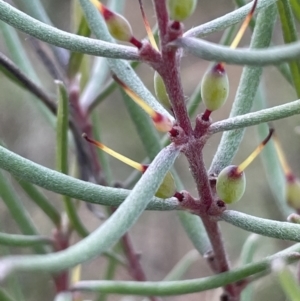 Persoonia mollis at Lower Boro, NSW - 7 Jun 2023