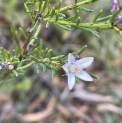 Philotheca salsolifolia subsp. salsolifolia (Philotheca) at Nadgigomar Nature Reserve - 7 Jun 2023 by JaneR