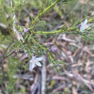 Philotheca salsolifolia subsp. salsolifolia at Lower Boro, NSW - 7 Jun 2023