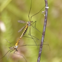 Ischnotoma (Ischnotoma) rubriventris (A crane fly) at Richardson, ACT - 18 Dec 2022 by roman_soroka