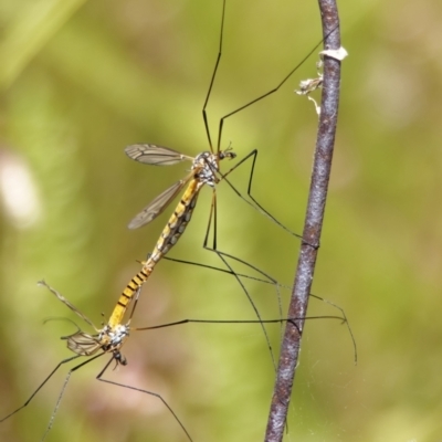 Ischnotoma (Ischnotoma) rubriventris (A crane fly) at Richardson, ACT - 18 Dec 2022 by RomanSoroka