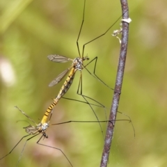 Unidentified Crane fly, midge, mosquito & gnat (several families) at Richardson, ACT - 18 Dec 2022 by roman_soroka
