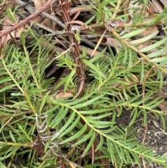 Lomandra obliqua (Twisted Matrush) at Lower Boro, NSW - 7 Jun 2023 by JaneR