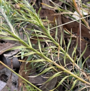 Lomandra obliqua at Lower Boro, NSW - 7 Jun 2023