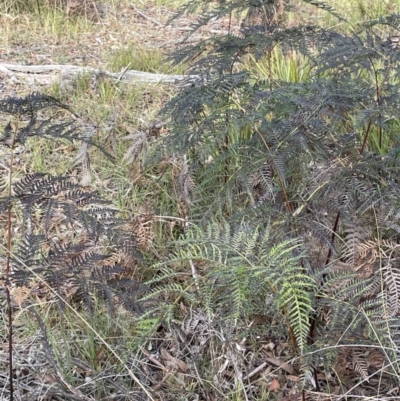 Pteridium esculentum (Bracken) at Nadgigomar Nature Reserve - 7 Jun 2023 by JaneR