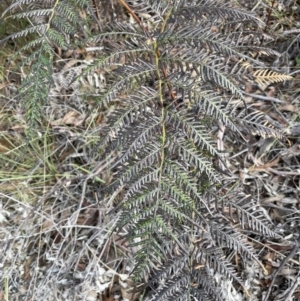 Pteridium esculentum at Lower Boro, NSW - 7 Jun 2023 11:22 AM