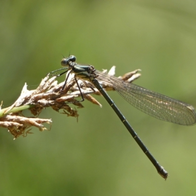 Austroargiolestes icteromelas (Common Flatwing) at Melrose - 18 Dec 2022 by roman_soroka