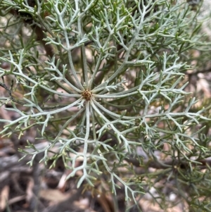 Petrophile sessilis at Lower Boro, NSW - suppressed