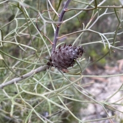 Petrophile sessilis at Lower Boro, NSW - 7 Jun 2023