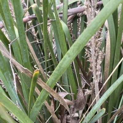 Lomandra longifolia (Spiny-headed Mat-rush, Honey Reed) at Goulburn Mulwaree Council - 7 Jun 2023 by JaneR