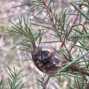 Hakea decurrens subsp. decurrens at Lower Boro, NSW - 7 Jun 2023