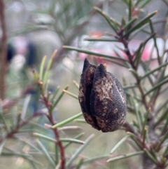 Hakea decurrens subsp. decurrens at Lower Boro, NSW - 7 Jun 2023