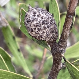 Hakea dactyloides at Lower Boro, NSW - 7 Jun 2023 11:57 AM