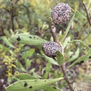 Hakea dactyloides at Lower Boro, NSW - 7 Jun 2023 11:57 AM