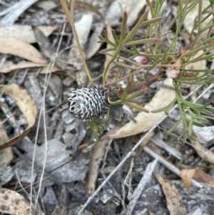 Isopogon prostratus (Prostrate Cone-bush) at Lower Boro, NSW by JaneR