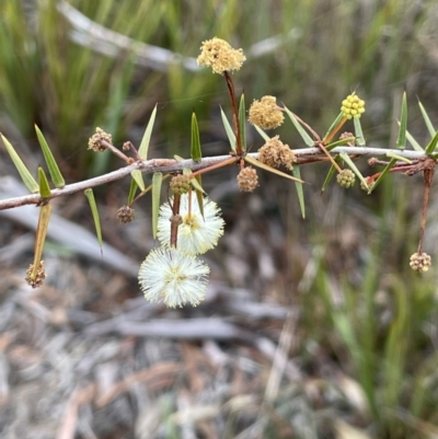 Acacia ulicifolia (Prickly Moses) at Nadgigomar Nature Reserve - 7 Jun 2023 by JaneR