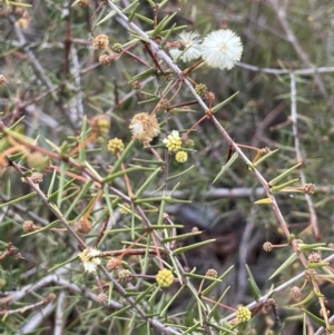 Acacia ulicifolia at Lower Boro, NSW - 7 Jun 2023