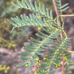 Acacia terminalis at Lower Boro, NSW - 7 Jun 2023