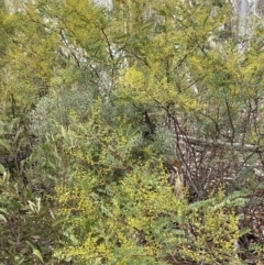 Acacia terminalis at Lower Boro, NSW - 7 Jun 2023