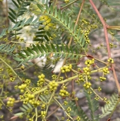 Acacia terminalis at Lower Boro, NSW - 7 Jun 2023