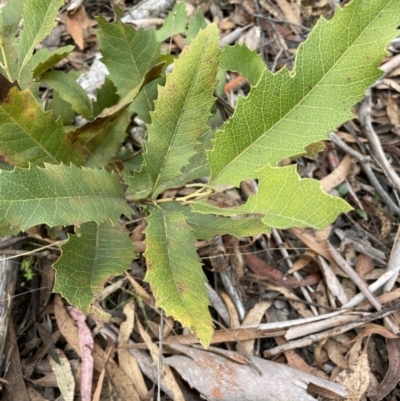 Lomatia ilicifolia (Holly Lomatia) at Lower Boro, NSW - 7 Jun 2023 by JaneR