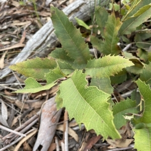 Lomatia ilicifolia at Lower Boro, NSW - 7 Jun 2023