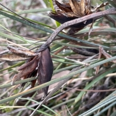 Patersonia sericea (Silky Purple-flag) at Lower Boro, NSW - 7 Jun 2023 by JaneR