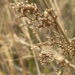 Juncus continuus at Nadgigomar Nature Reserve - 7 Jun 2023 by JaneR