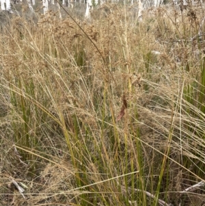 Juncus continuus at Lower Boro, NSW - 7 Jun 2023